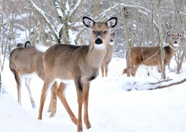 Whitetail Geyik sürüsü