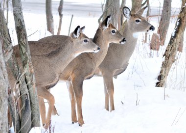 Üç whitetail geyik