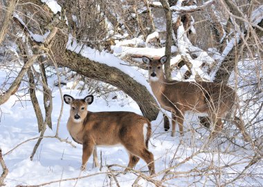 Whitetail Geyik yaşındaki