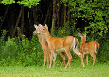 Whitetail Geyik yapar