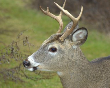 Whitetail Geyik buck