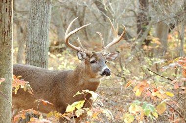 Whitetail Deer Buck clipart