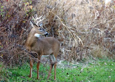 Whitetail Geyik buck