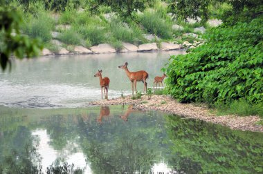 Whitetail Geyik yapar