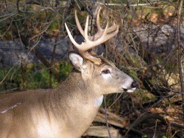 Whitetail Geyik buck