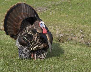 Wild Turkey (meleagris four allopavo)