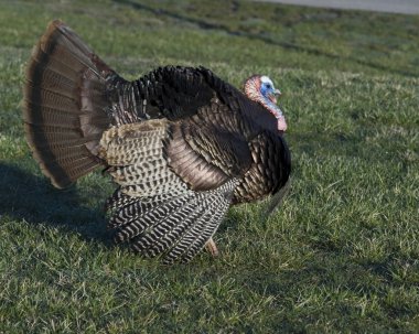 Wild Turkey (meleagris four allopavo)