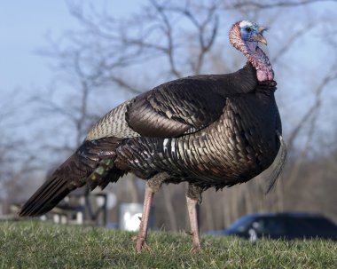 Wild Turkey (meleagris four allopavo)