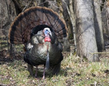 Wild Türkiye