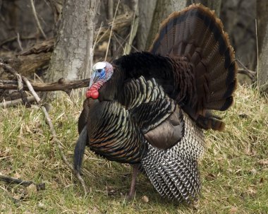 Wild Türkiye