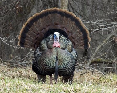 Wild Türkiye