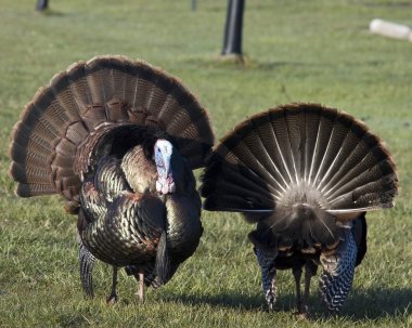 Wild Türkiye