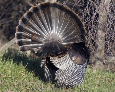 Wild Türkiye