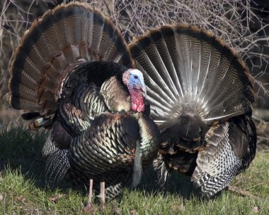 Wild Türkiye