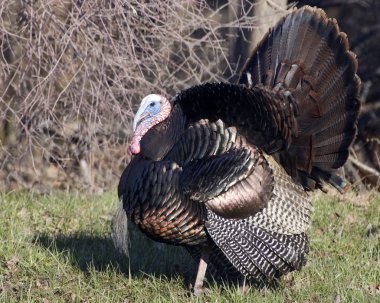 Wild Türkiye