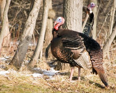 Wild Turkey Male clipart