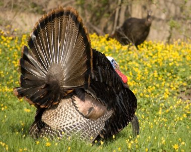 Wild turkey çalım