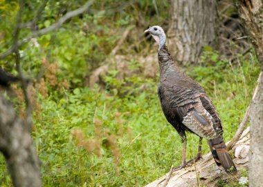 Wild Turkey (meleagris four allopavo)