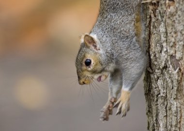 Gri Sincap (Sciurus carolinensis)