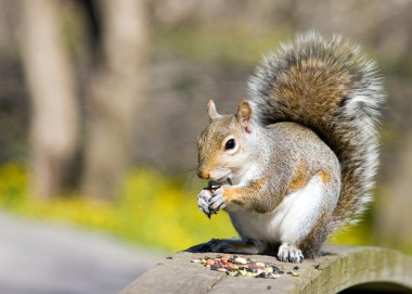 Gray Squirrel clipart