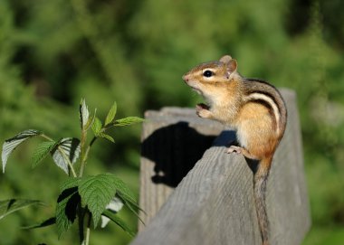 Chipmunk clipart