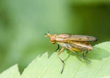 Bataklık sineği (Tetanocera)