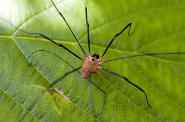 Baba longlegs örümcek