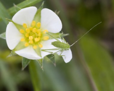 katydid su perisi