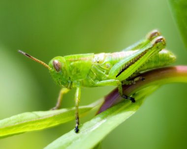 Grasshopper On Blade Of Grass clipart