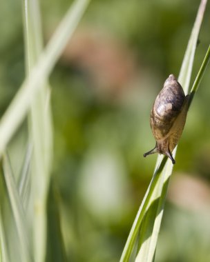 Bahçe salyangoz (Helix aspersa)