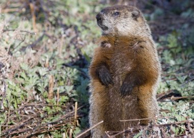 Dağ sıçanı (Marmota monax)