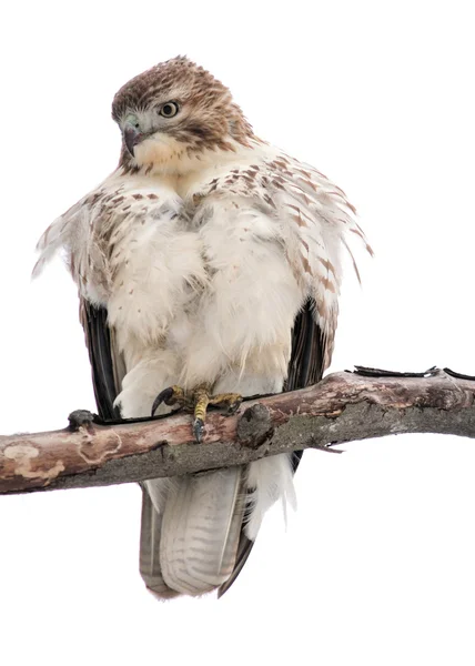Red - tailed hawk — Stockfoto