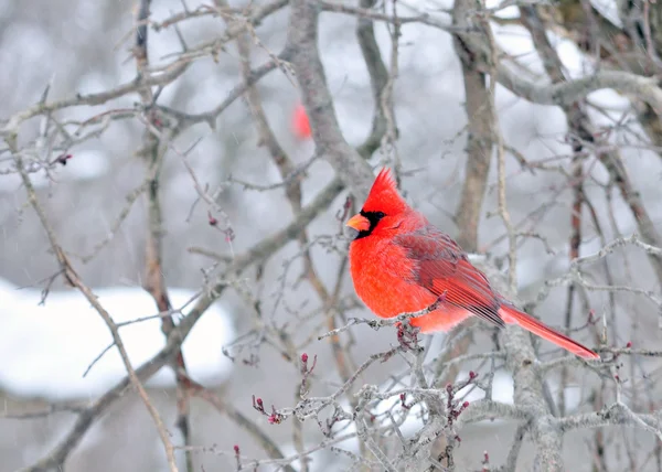 Kardinal — Stok fotoğraf