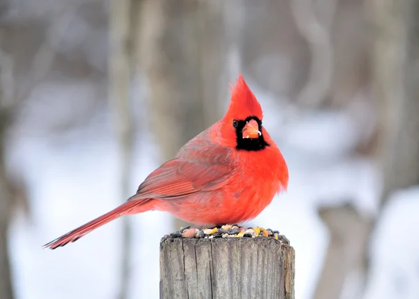 Северный кардинал — стоковое фото