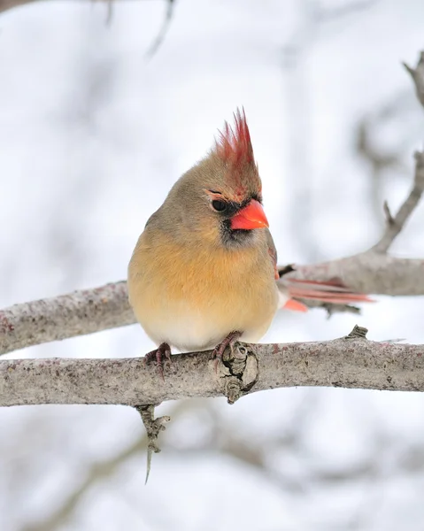 Cardinal femelle — Photo