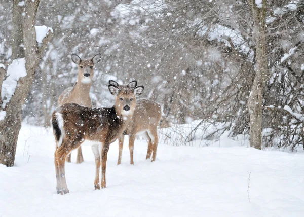 Whitetail Deer Doe — Stock Photo, Image