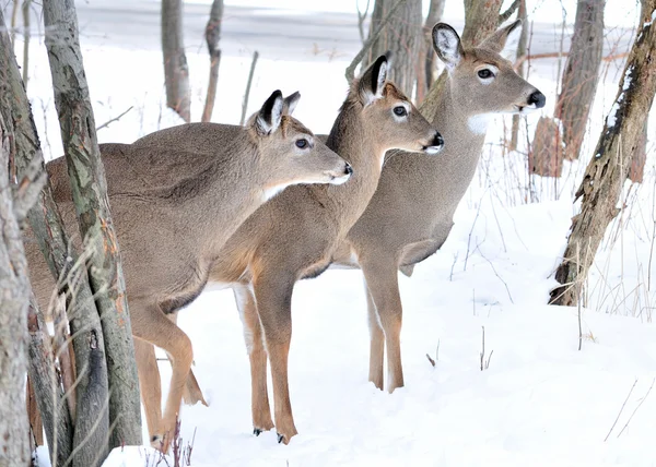 Três cervos Whitetail — Fotografia de Stock