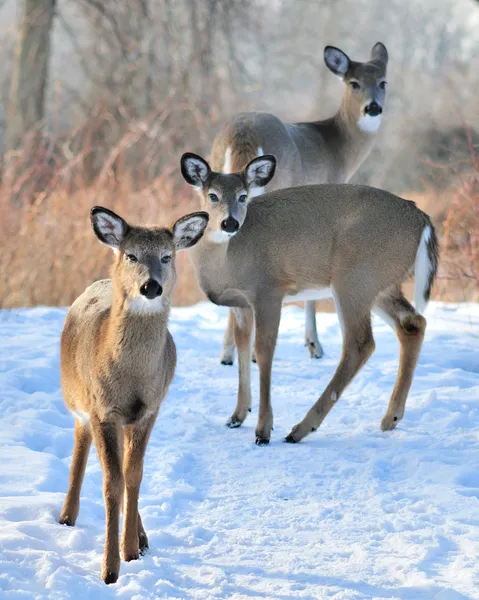Três cervos Whitetail — Fotografia de Stock