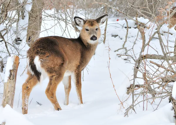 Whitetail Deer Yearling — Stock Photo, Image