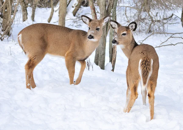 Whitetail Deer Does — Stock Photo, Image