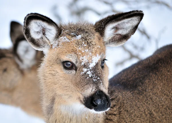Whitetail シカ子鹿物語 — ストック写真