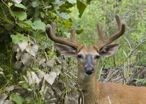 降圧 whitetail 鹿 — ストック写真