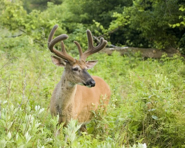 Summer Whitetail Deer — Stock Photo, Image