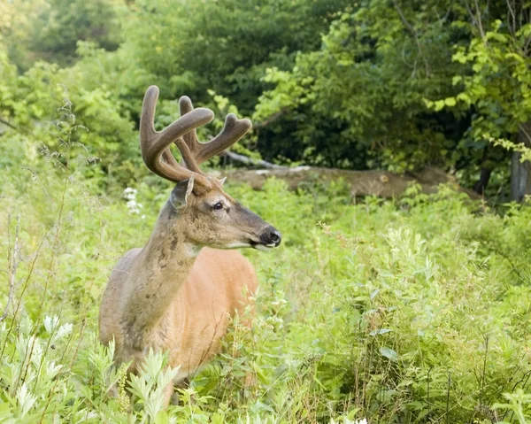 Summer Whitetail Deer — Stock Photo, Image