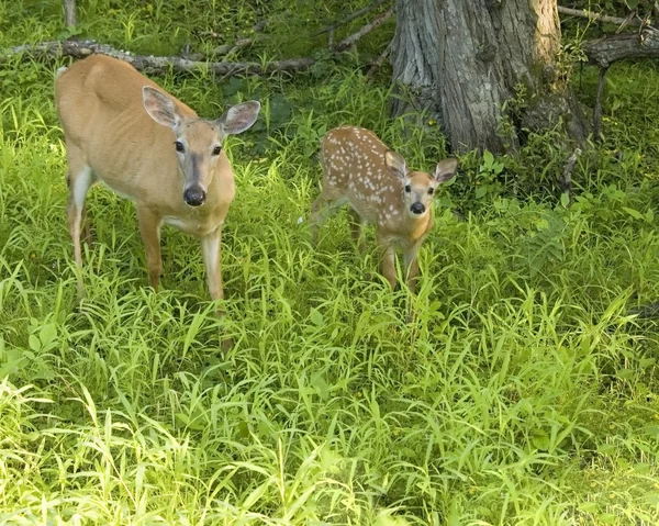 Whitetail 사슴 암컷과 새끼 사슴 — 스톡 사진