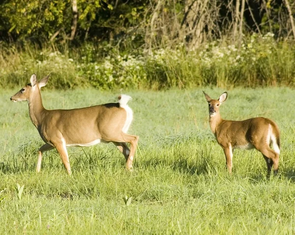 Whitetail Deer Doe And Fawn — Stock Photo, Image