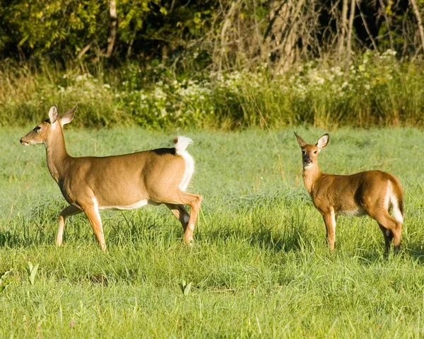 Whitetail Deer Doe With Yearling — Stock Photo, Image