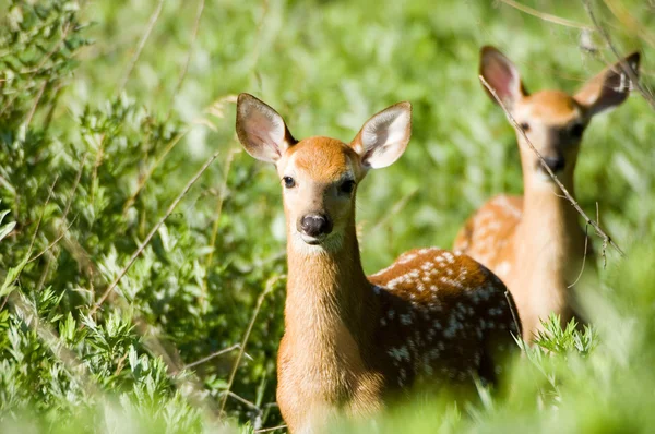 两个白尾鹿鹿小鹿 — 图库照片