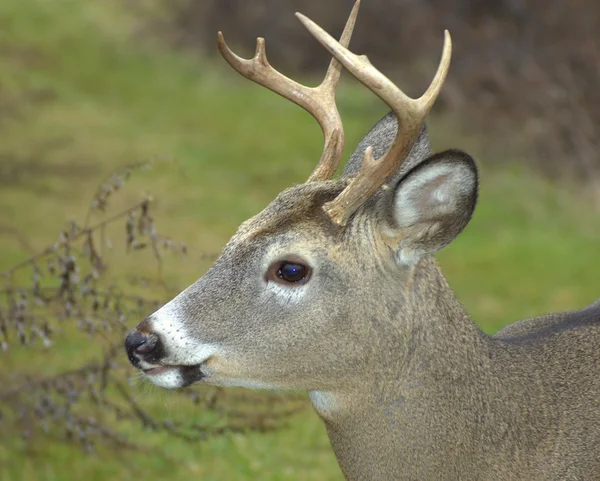Whitetail 鹿バック — ストック写真