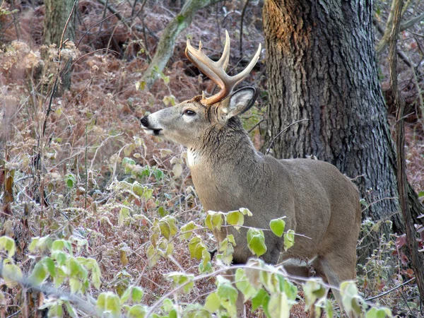 whitetail deer buck